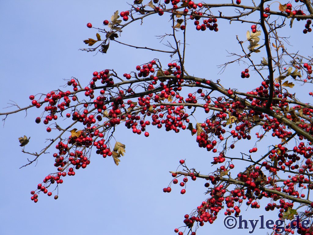 beeren