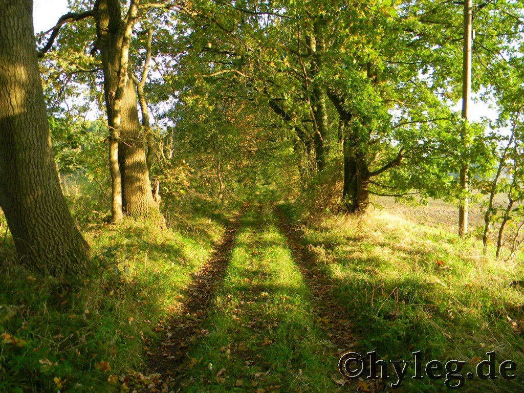 wald