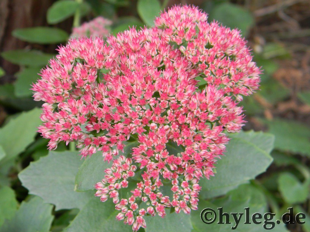 blumen