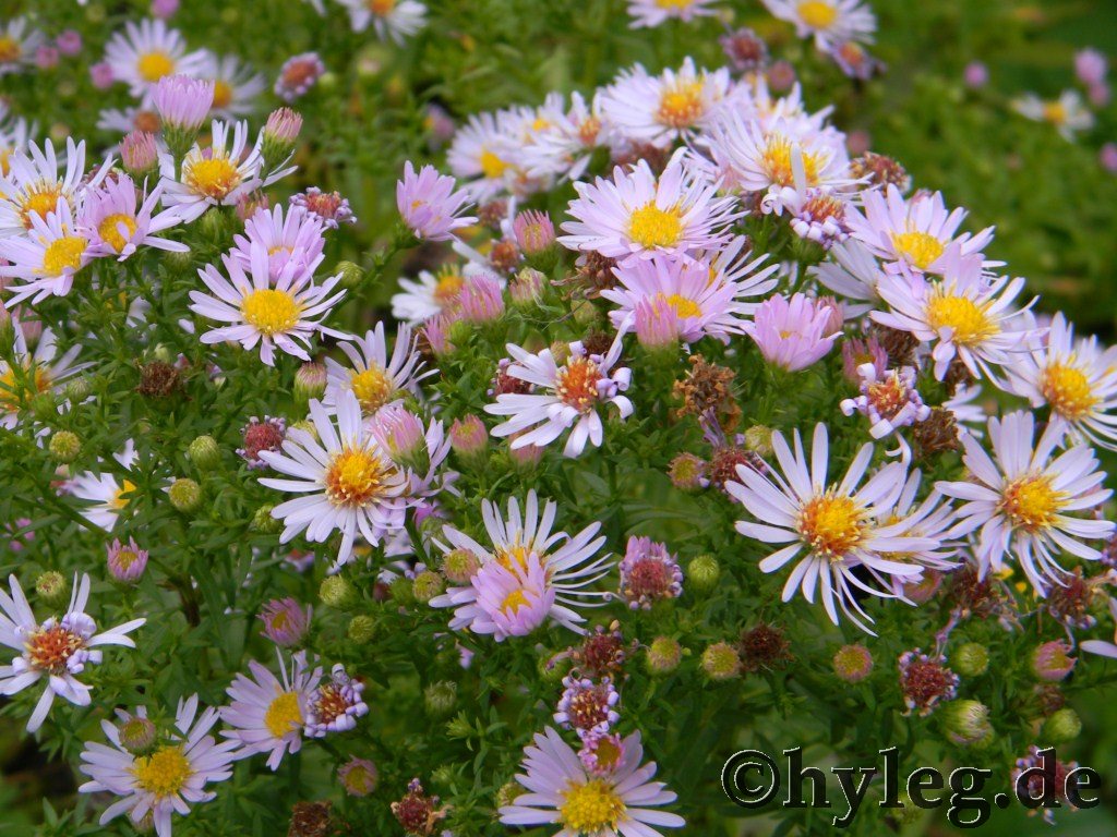 blumen