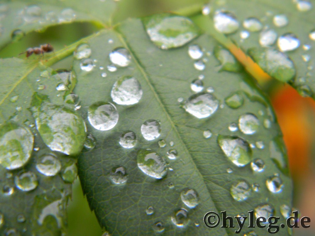 regen