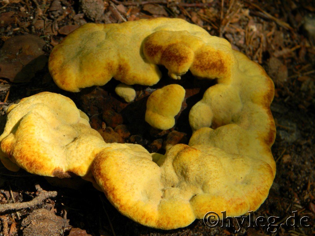 pilz