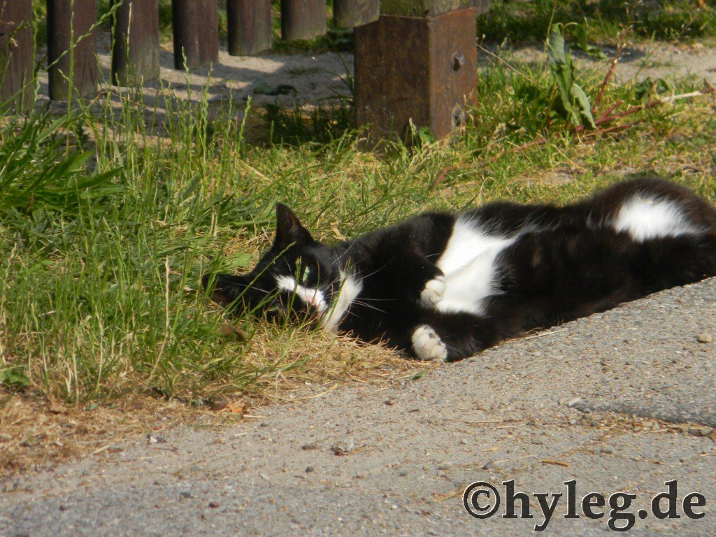 katze