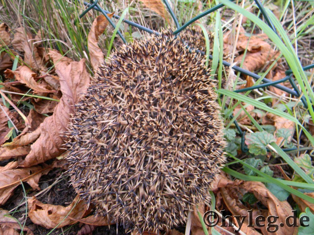 igel