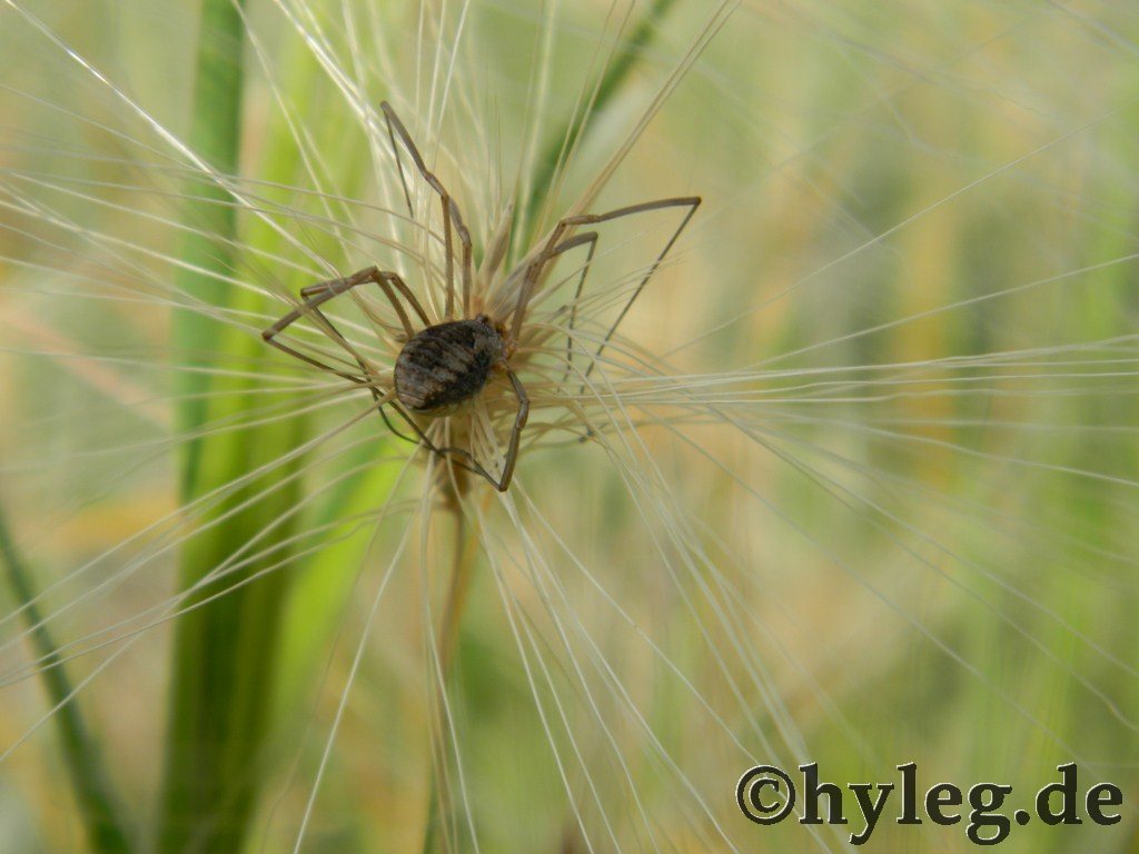 spinne