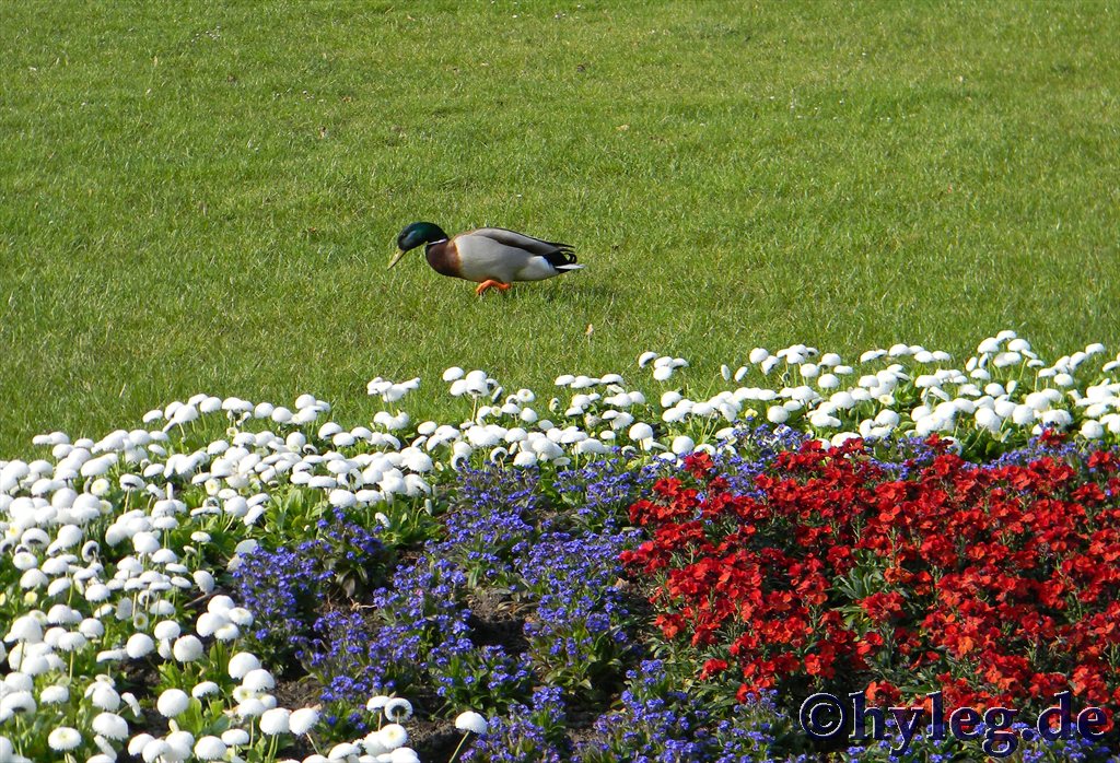 ente