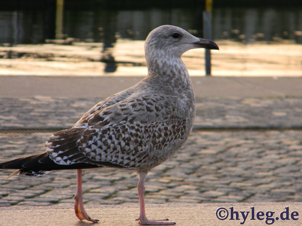 Möwe