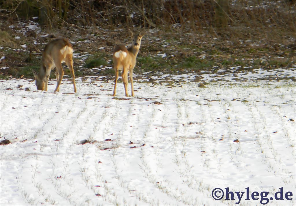 Rehe