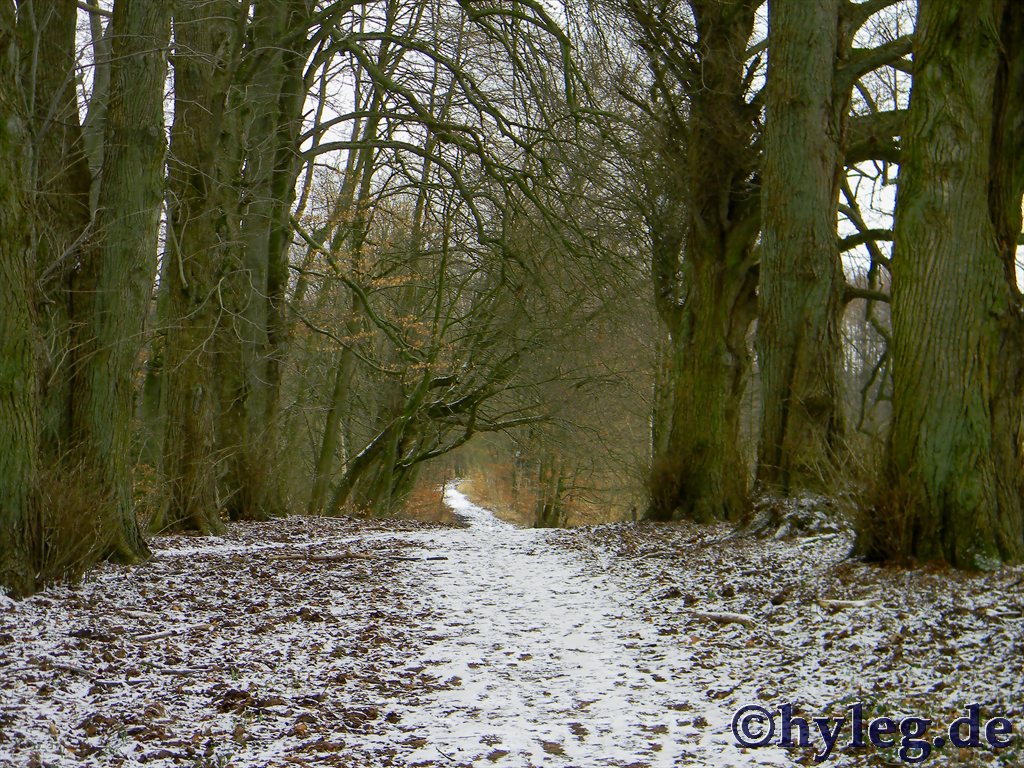 waldweg
