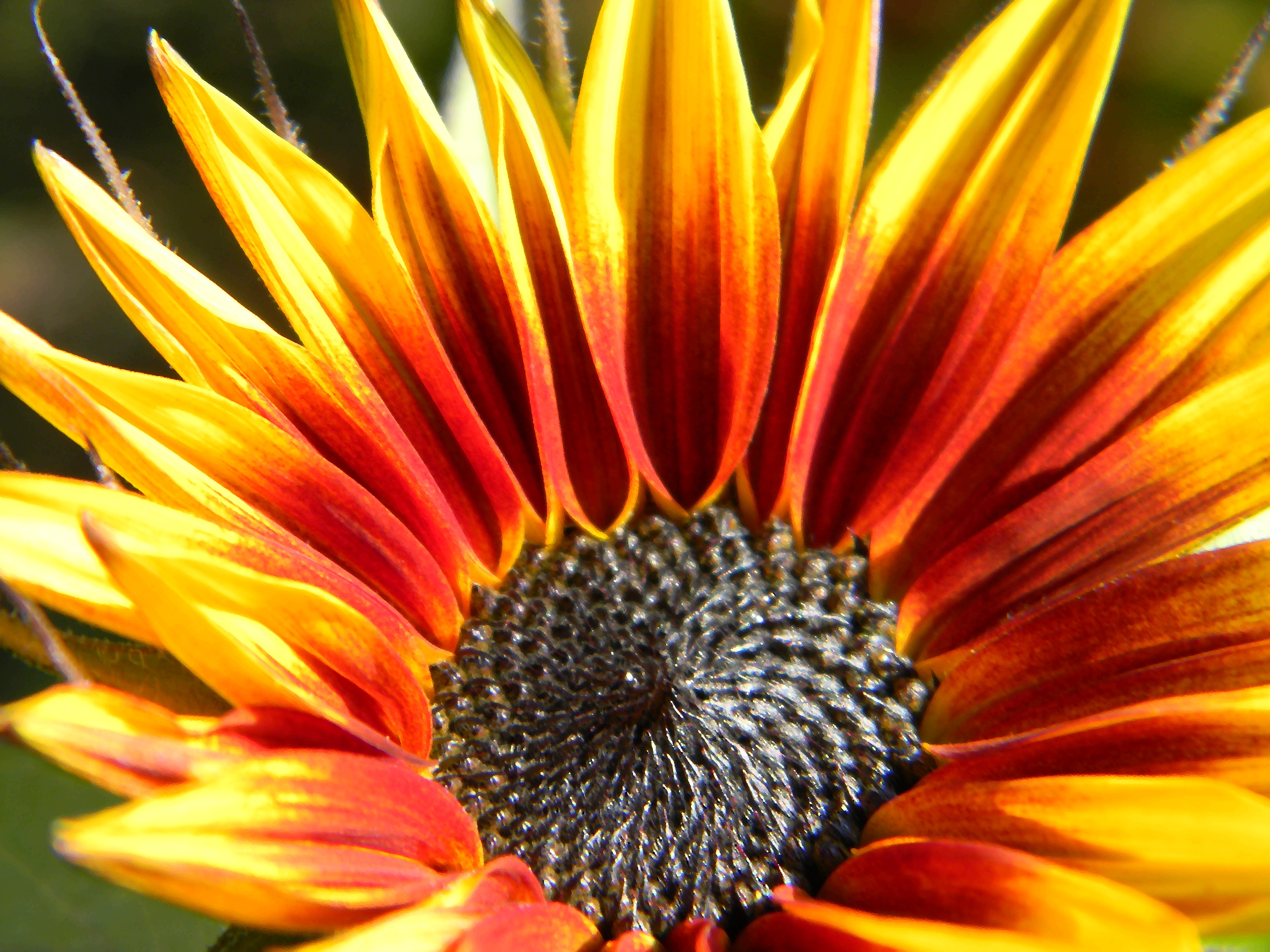 Sonnenblume Bild